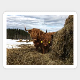 Scottish Highland Cattle Cow and Calf 1726 Sticker